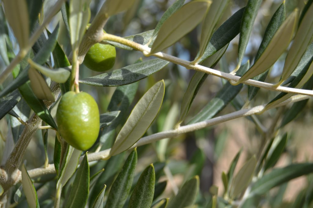 Olivos de la Almazara Oliduero