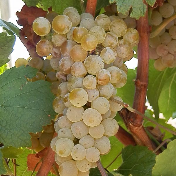 Uvas de la Variedad de vino Verdejo