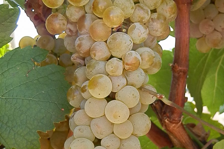 Uvas de la Variedad de vino Verdejo