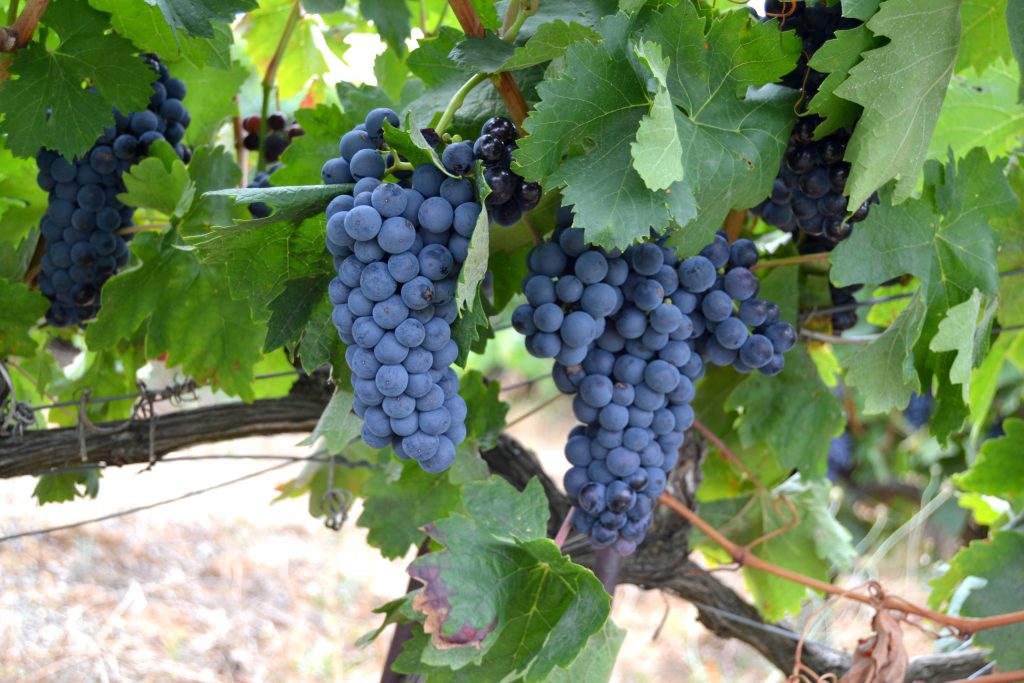 Racimo de uva variedad Tempranillo.