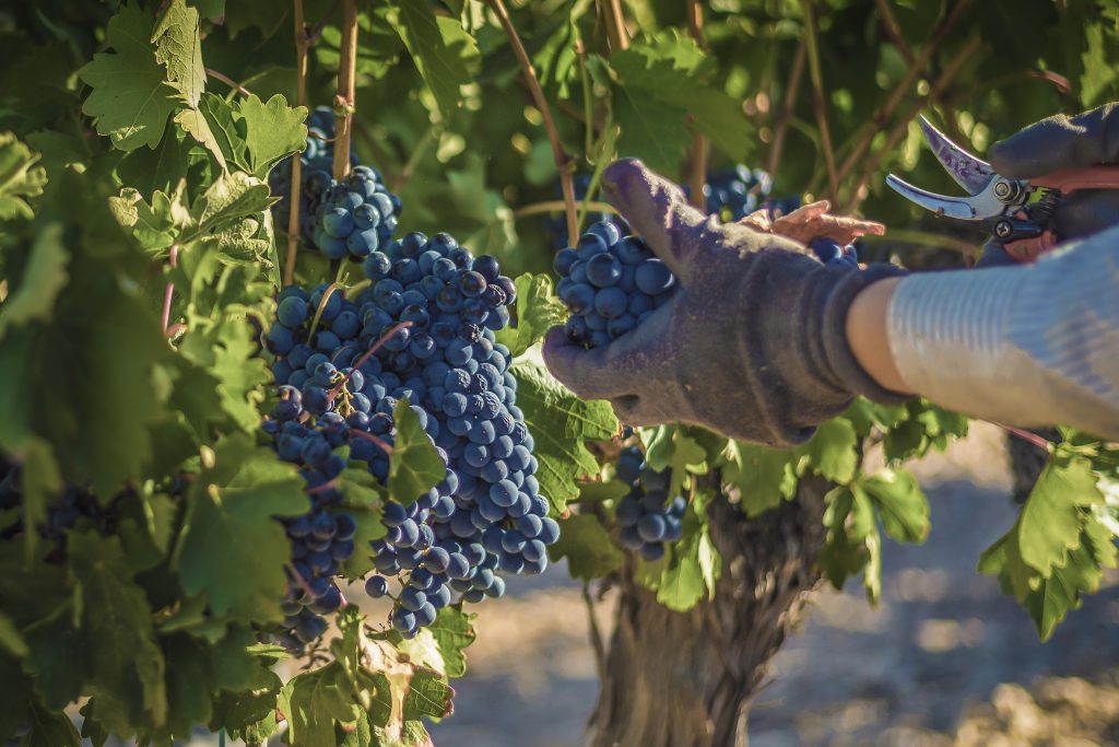 Vino de calidad. La uva en el campo.