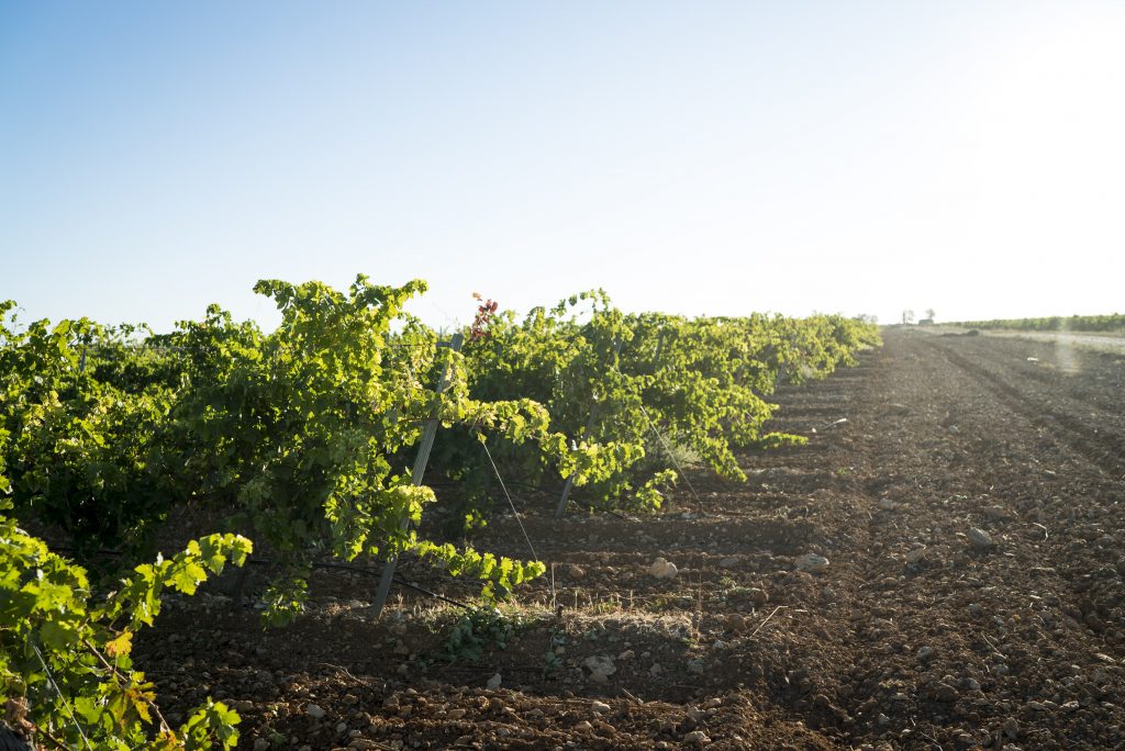 El suelo en la Ribera del Duero