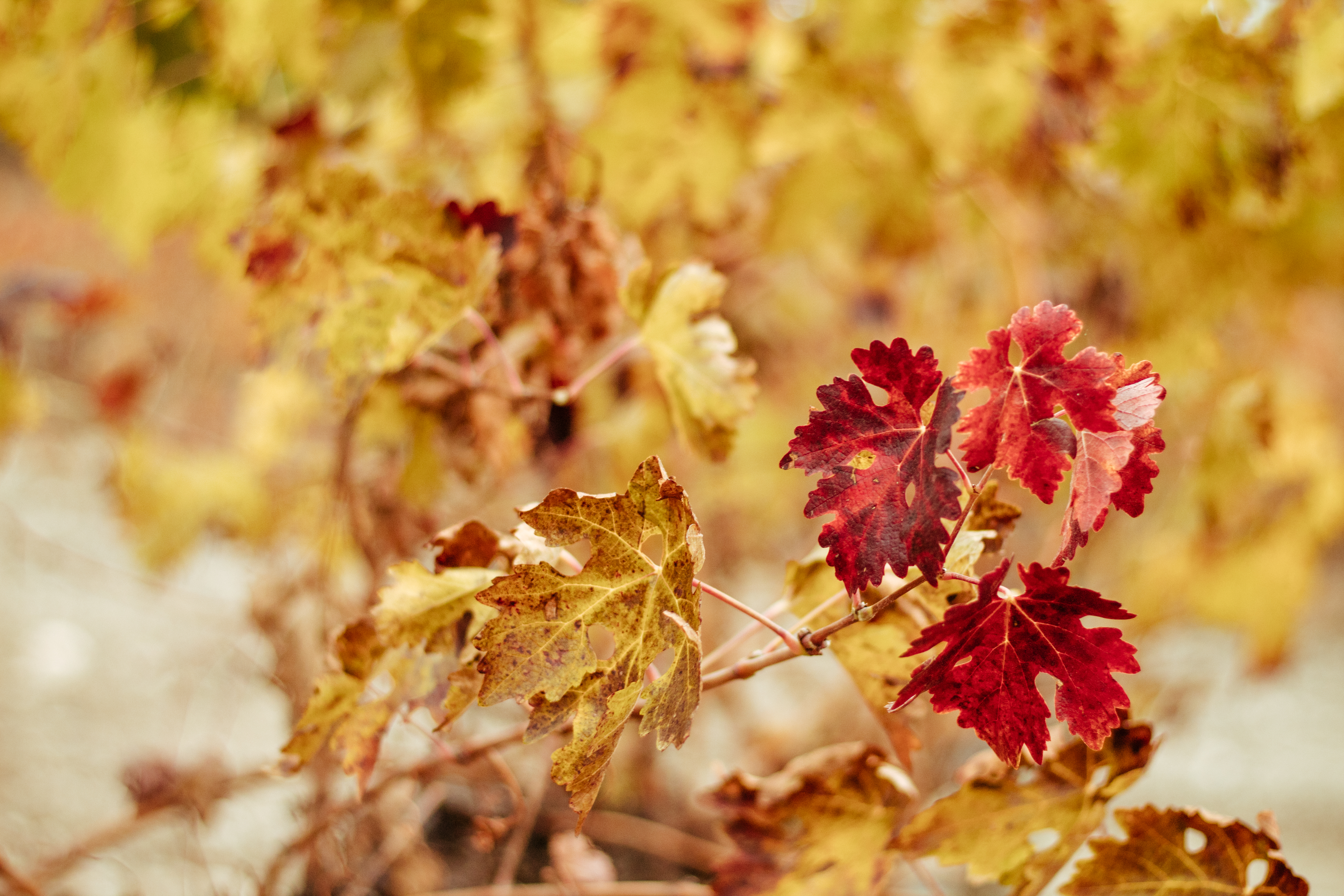 El otoño en el viñedo.