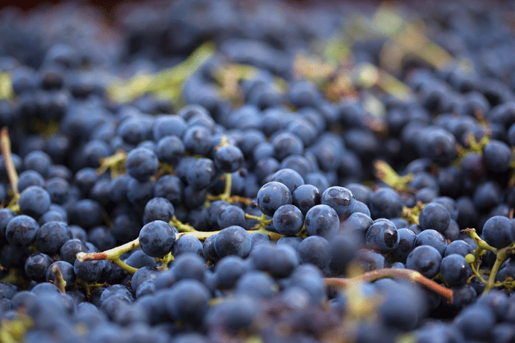 Rioja y Ribera del Duero