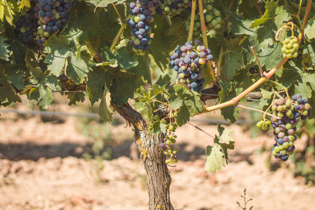 envero de las uvas en el viñedo