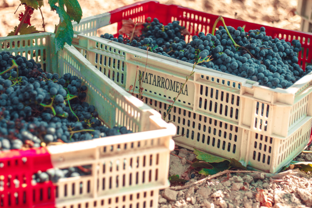 Vendimia Matarromera