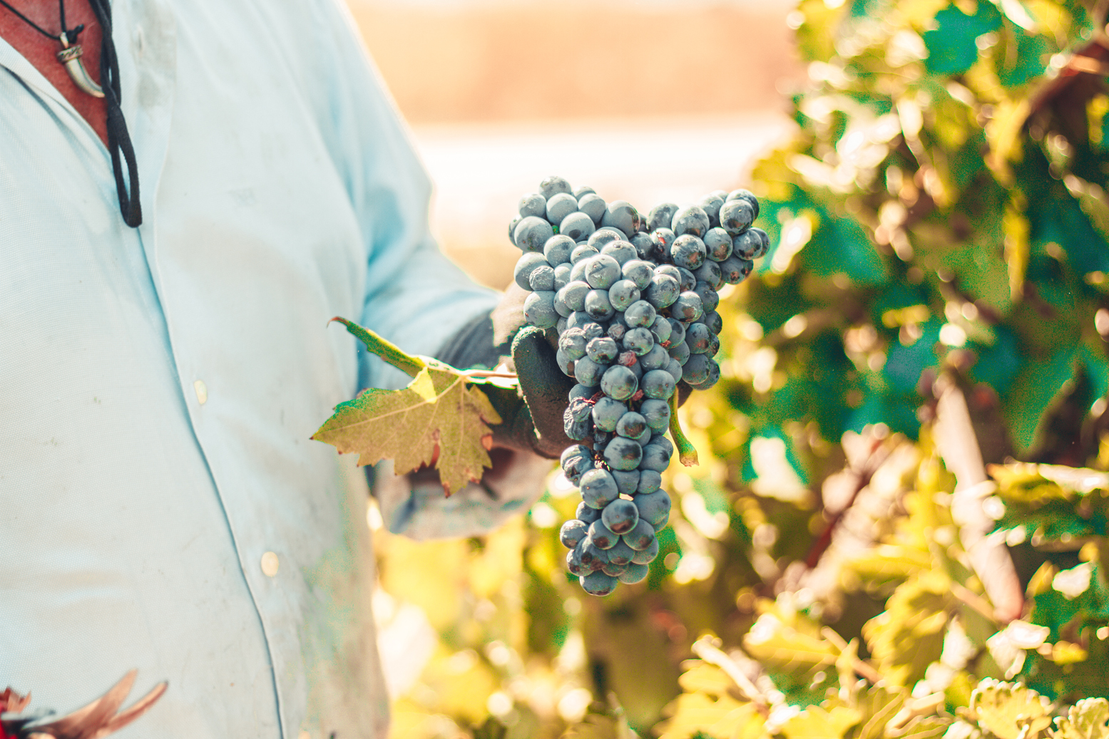 oscilación térmica en ribera del duero