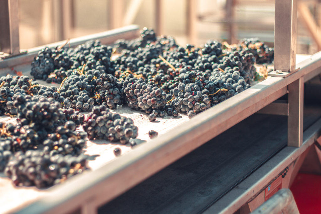 tipo de selección de uva