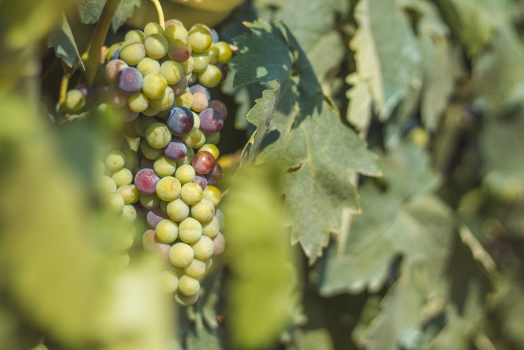 uva tempranillo, envero