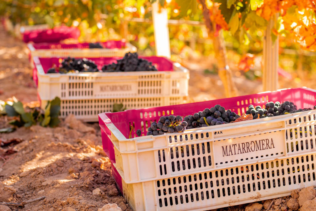 Matarromera - Vino Ribera del Duero