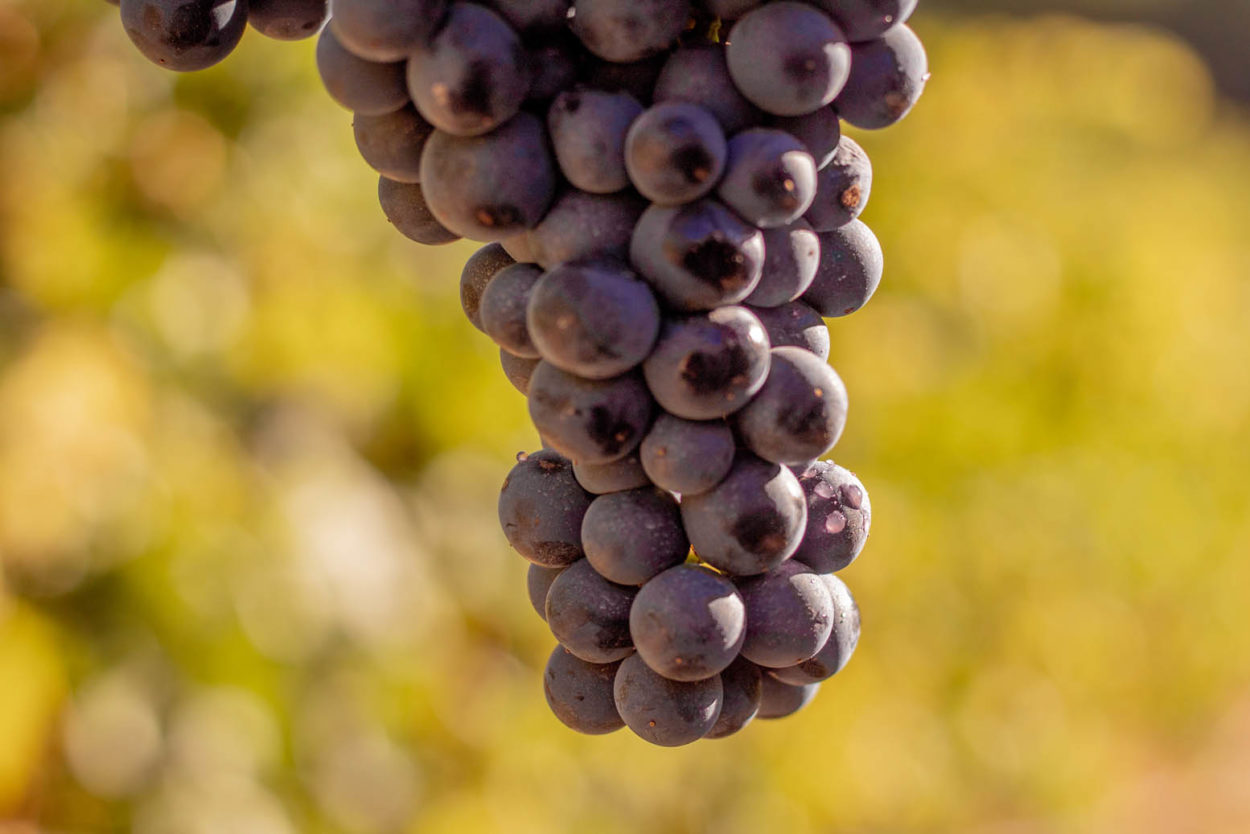 el agua y el vino
