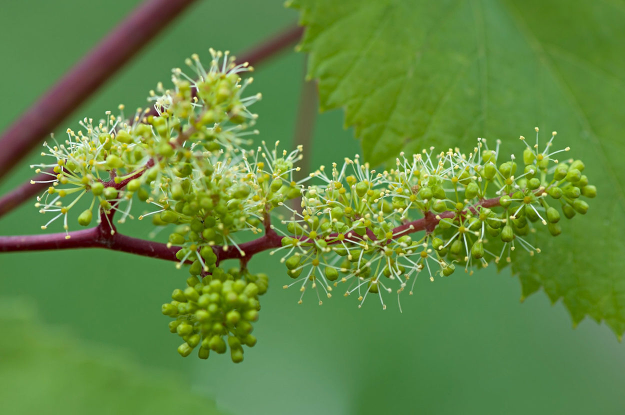 la floración del viñedo