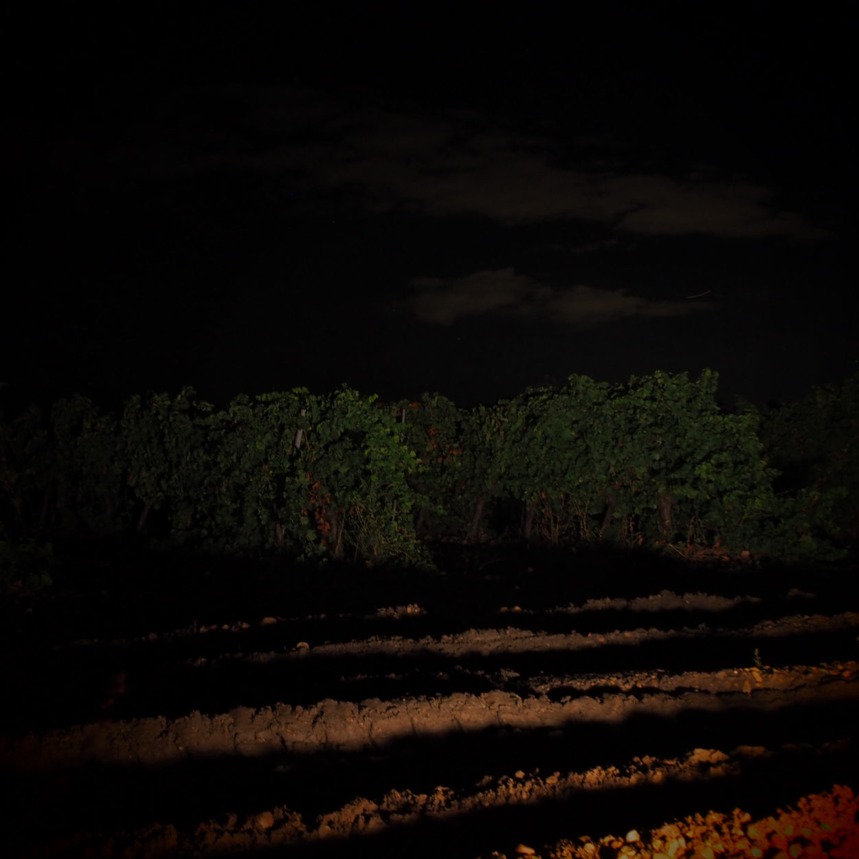 vendimia nocturna
