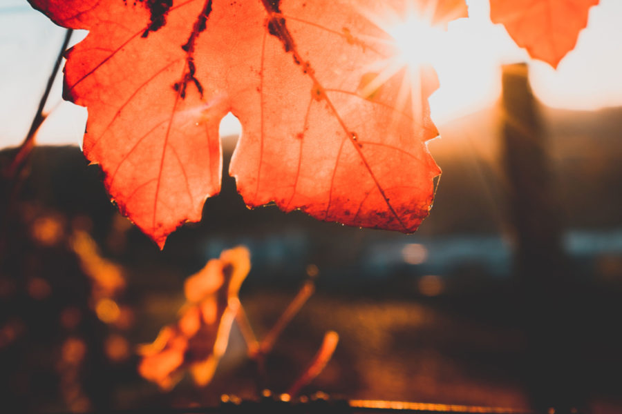 vinos para este otoño