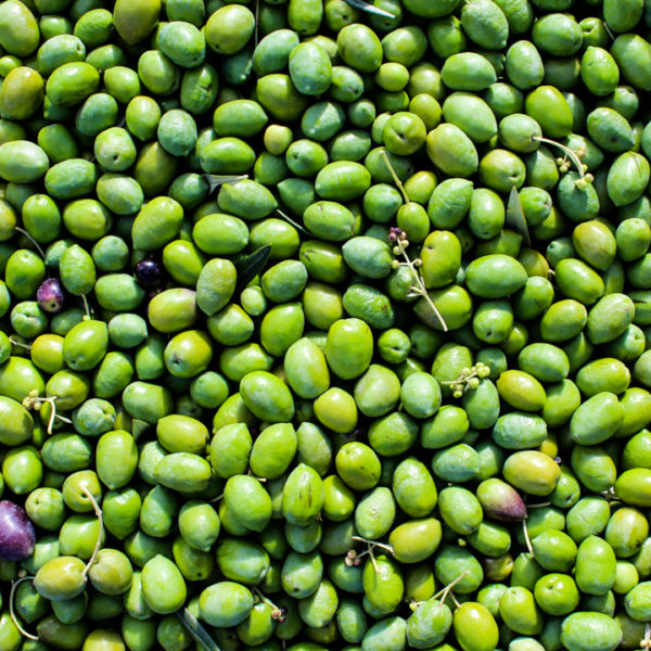 aceitunas para elaborar aceite de oliva virgen extra