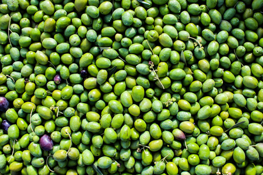 aceitunas para elaborar aceite de oliva virgen extra