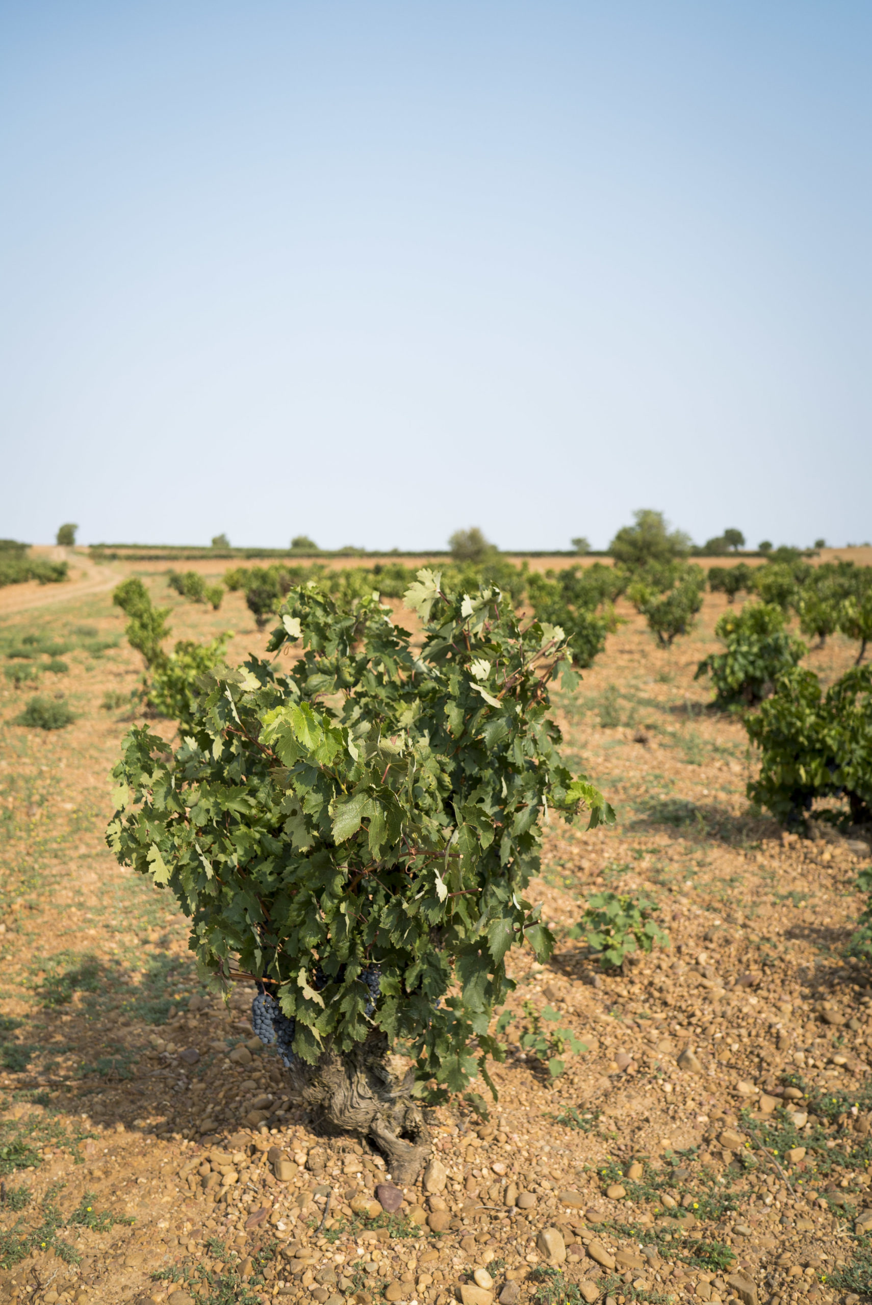 bodega valdelosfrailes