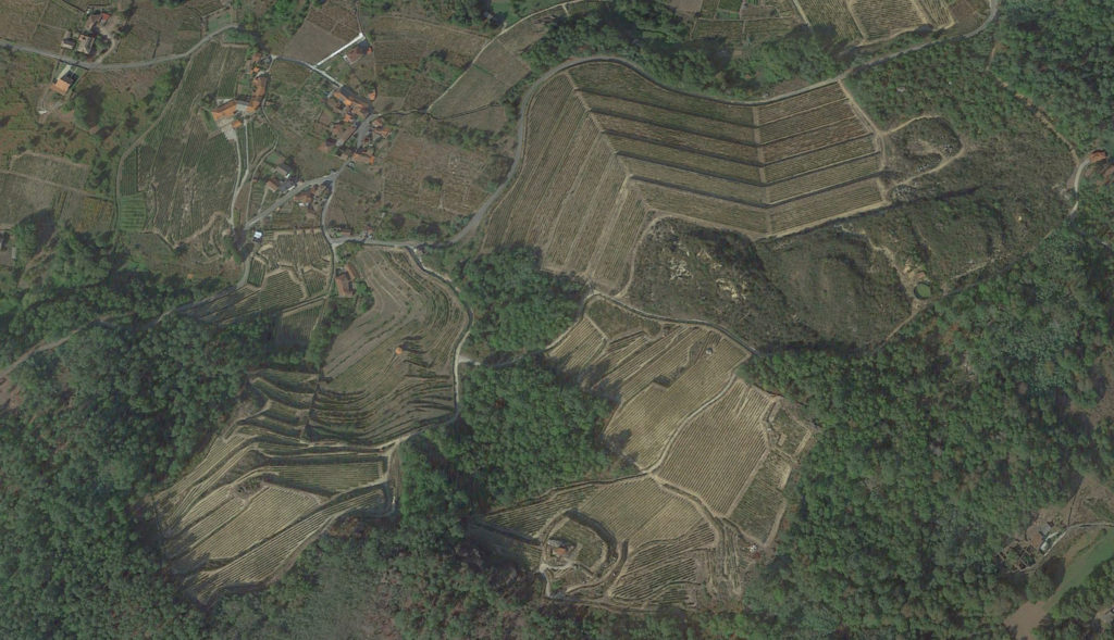 viñedos de bodega sanclodio
