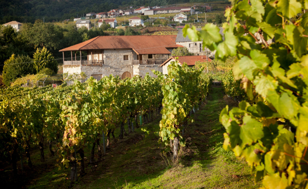 bodega Sanclodio ribeiro carlos moro