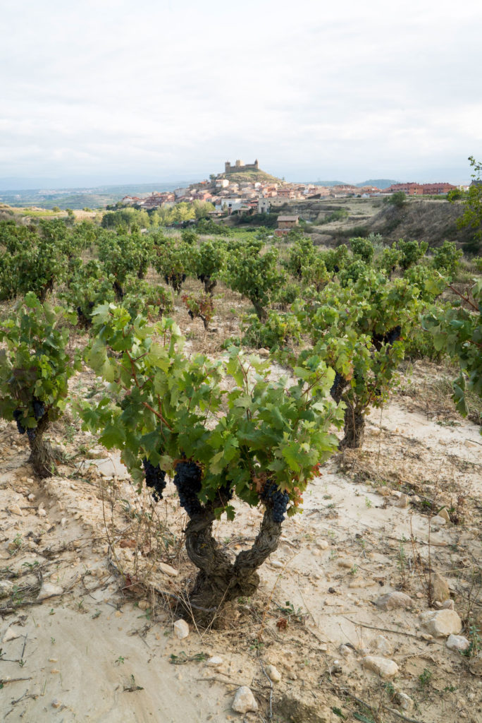 VIÑA-GARUGELE VIÑEDO SINGULAR VINO DE FINCA CARLOS MORO RIOJA MATARROMERA