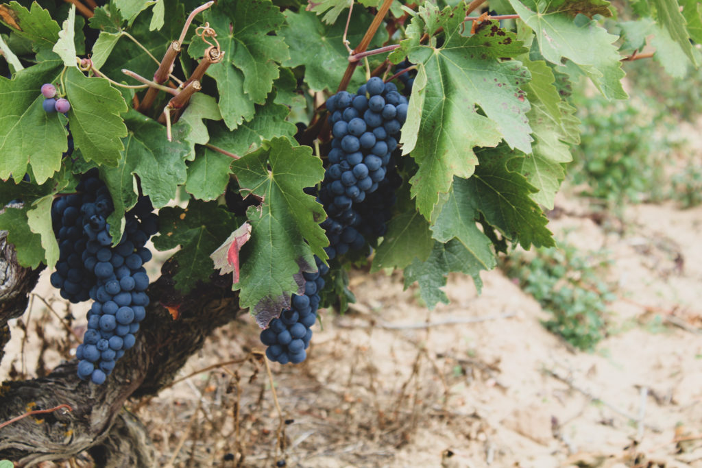 VIÑEDO VIEJO TEMPRANILLO