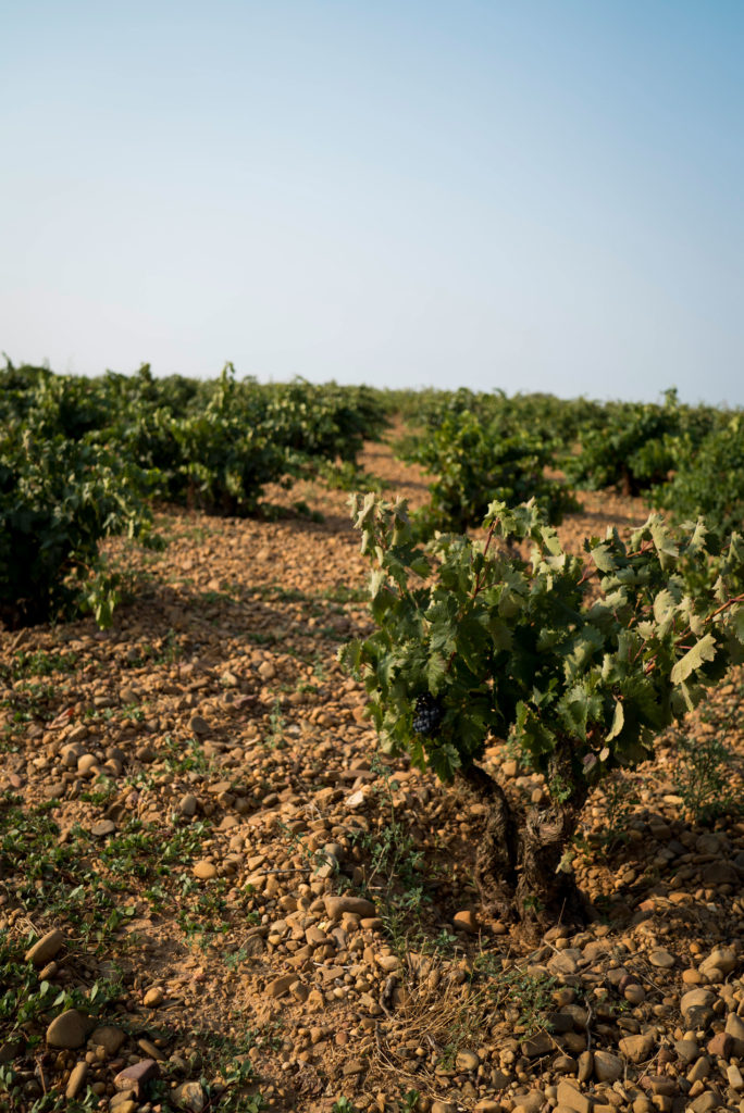 Vista de la Finca Valdehierro en Cigales. Carlos Moro Vinos de Finca Matarromera