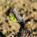 La primavera brota en el viñedo