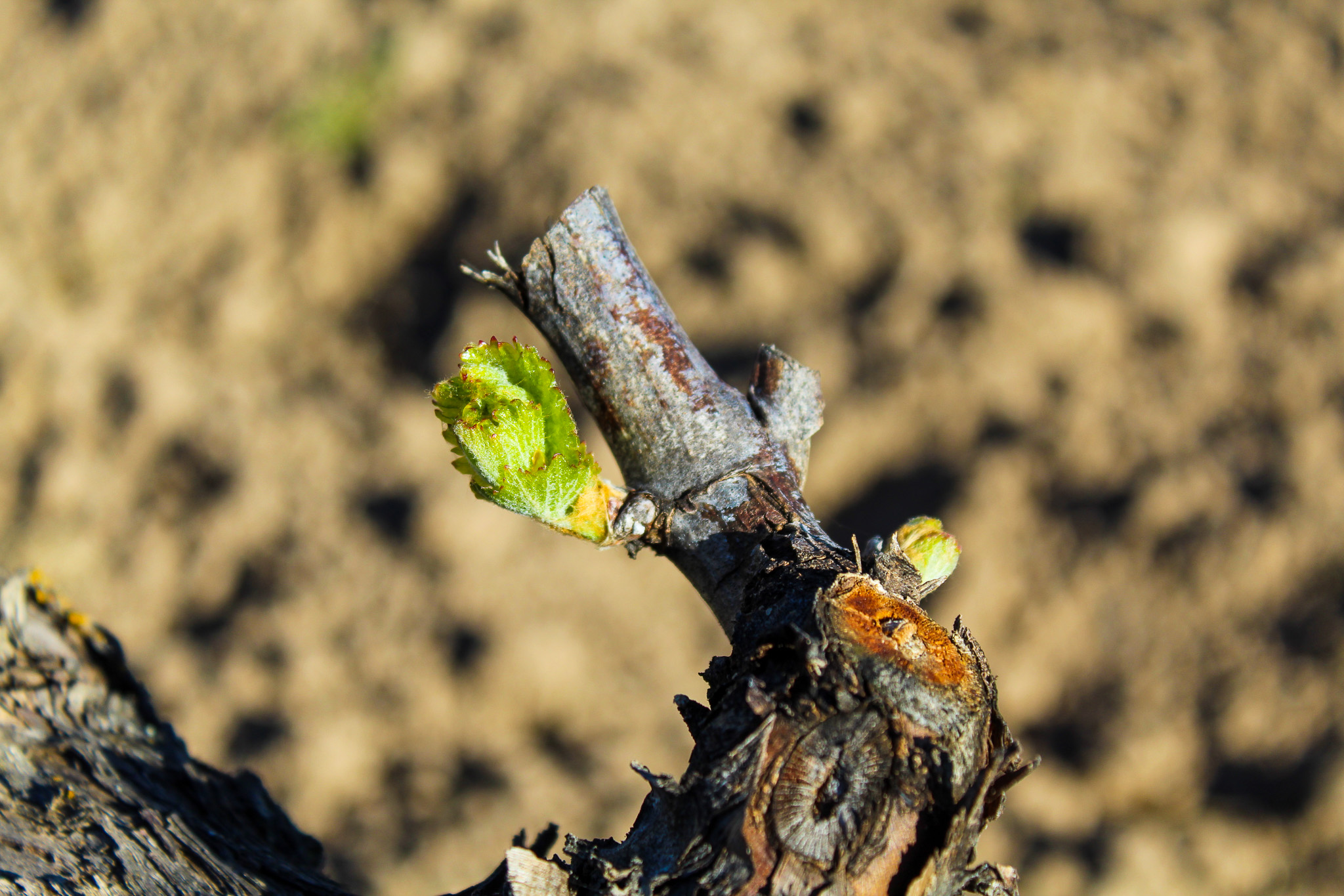 brotes en el viñedo