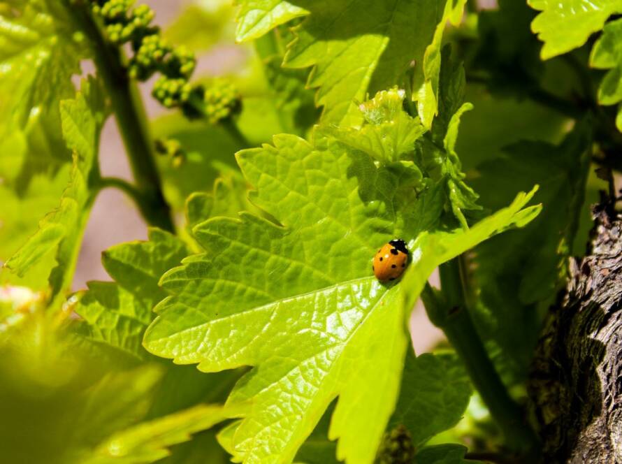 biodiversidad en el viñedo