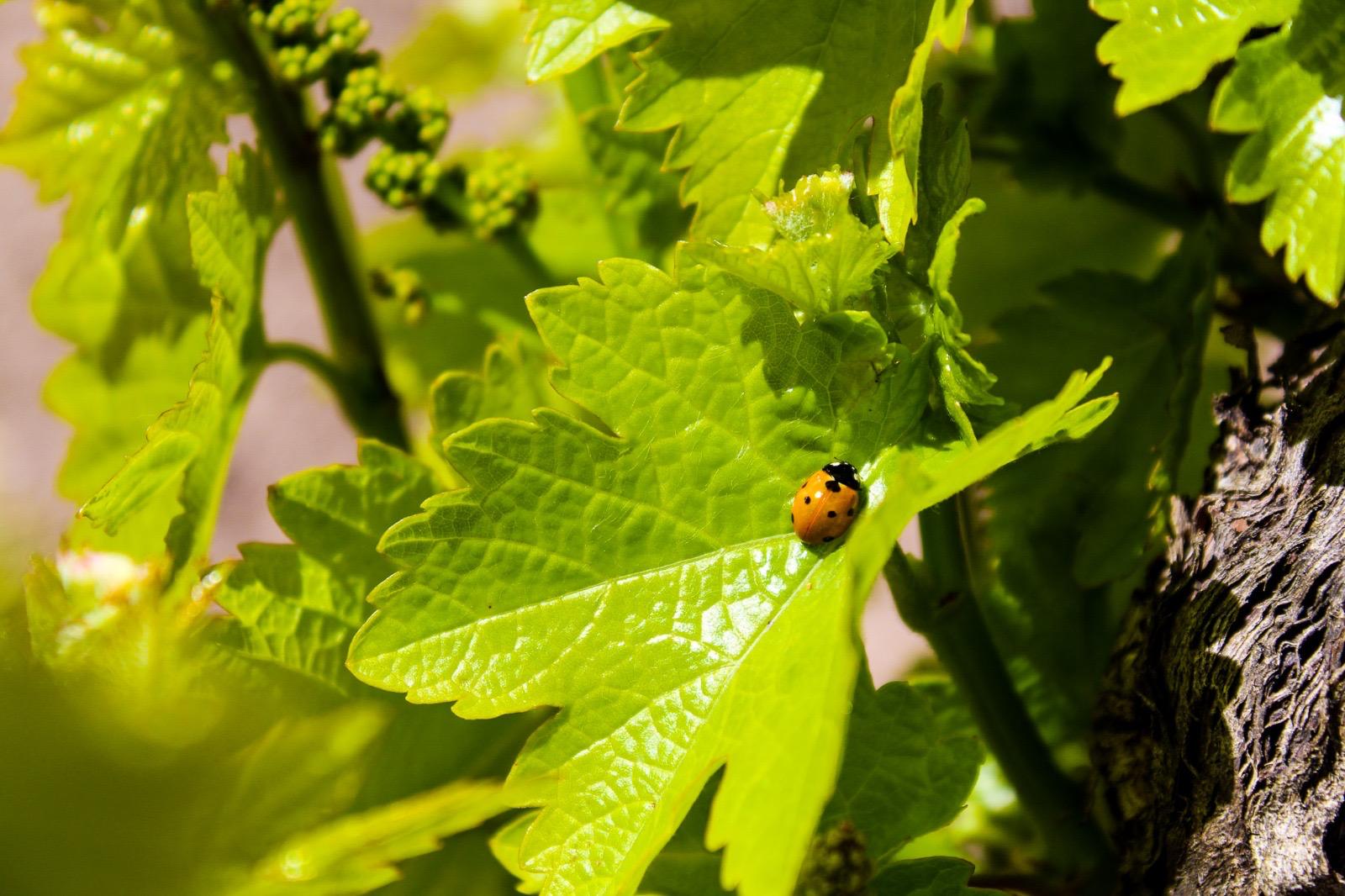 biodiversidad en el viñedo