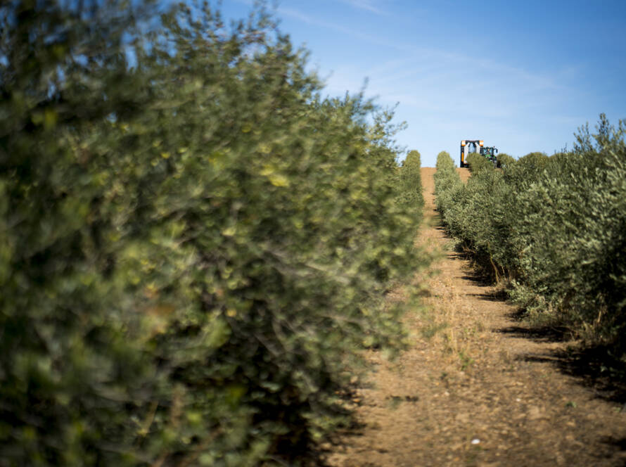 Recolección de aceitunas - Almazara Oliduero