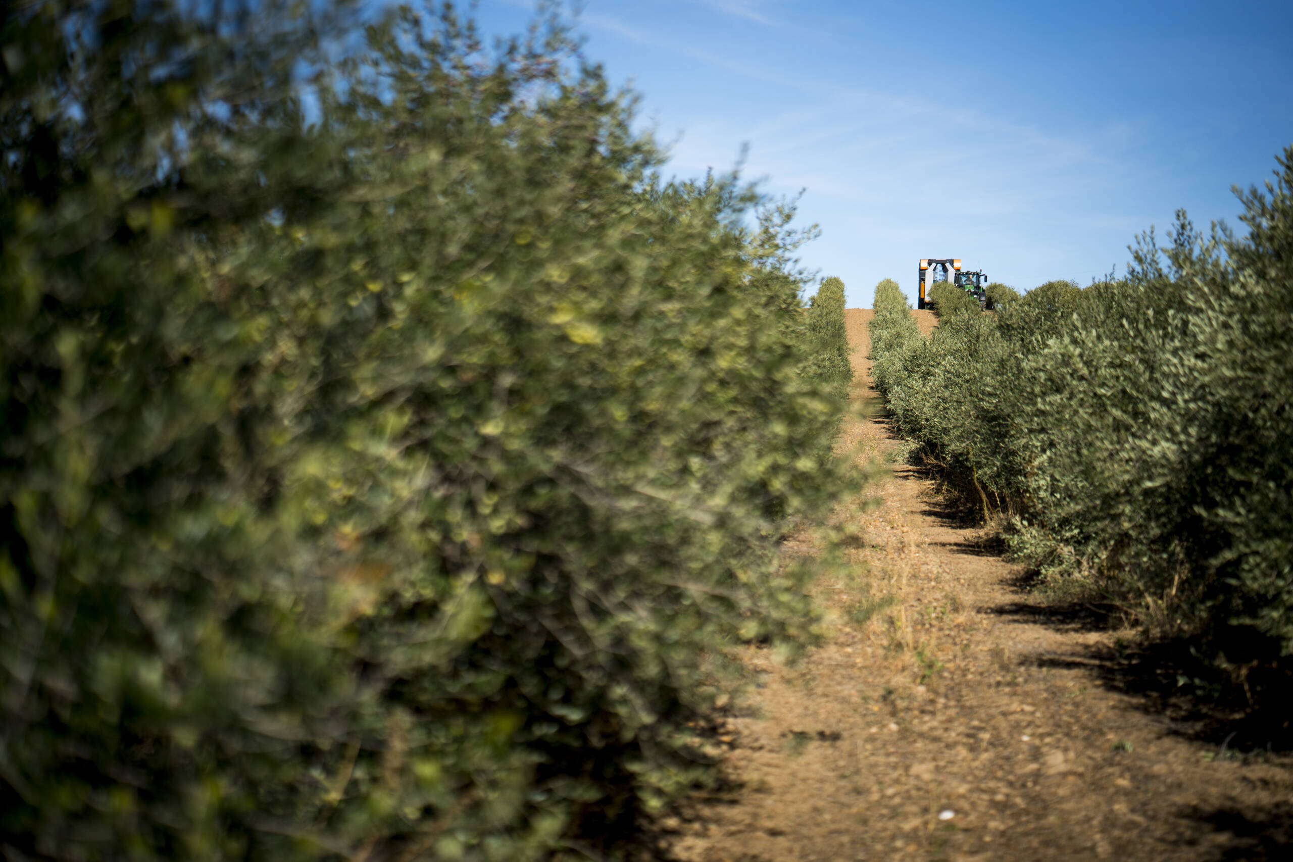 Recolección de aceitunas - Almazara Oliduero