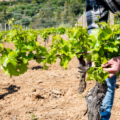 Poda en verde, papel clave en la excelencia de los vinos de Bodegas Familiares Matarromera