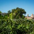 Las labores en el viñedo de Ribera del Duero durante el verano