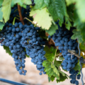 Navegando entre la versatilidad de la tempranillo