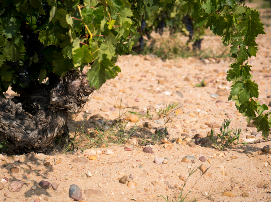 Finca Valmediano TORO, vinos de Finca Carlos Moro