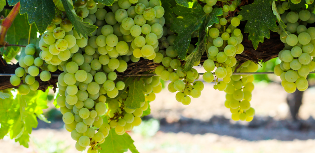 Enoturismo Bodega EMINA